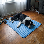 Border Collie relaxing on the Frostnose cooling mat